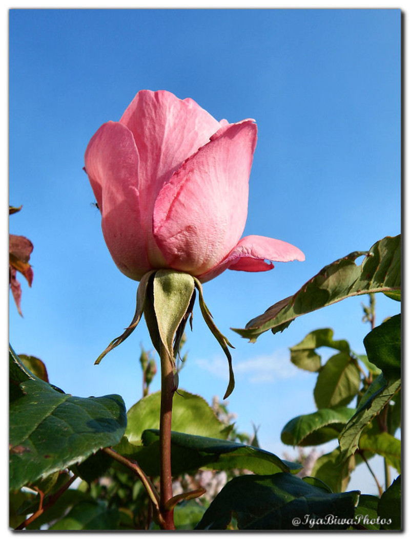 2016-05-19-ROSE-JARDIN-5_1.jpg