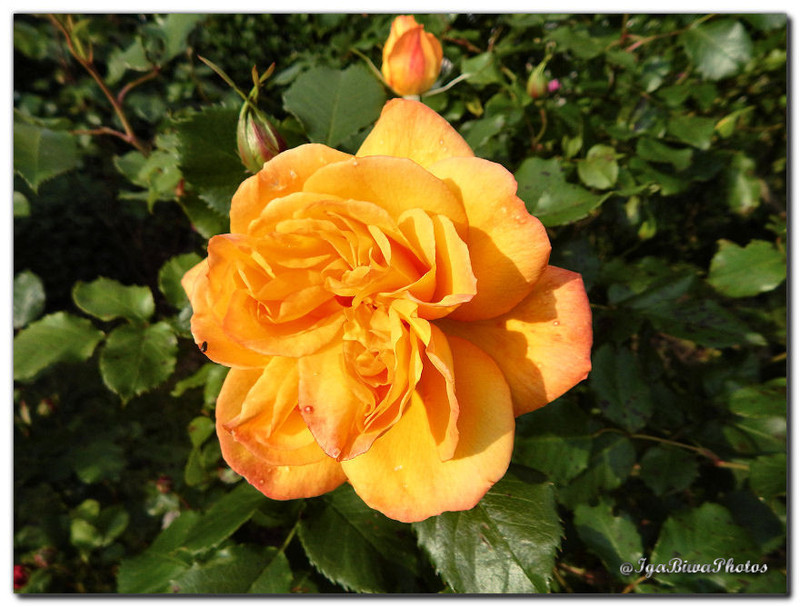 2016-05-25-ROSE-JARDIN-1.jpg