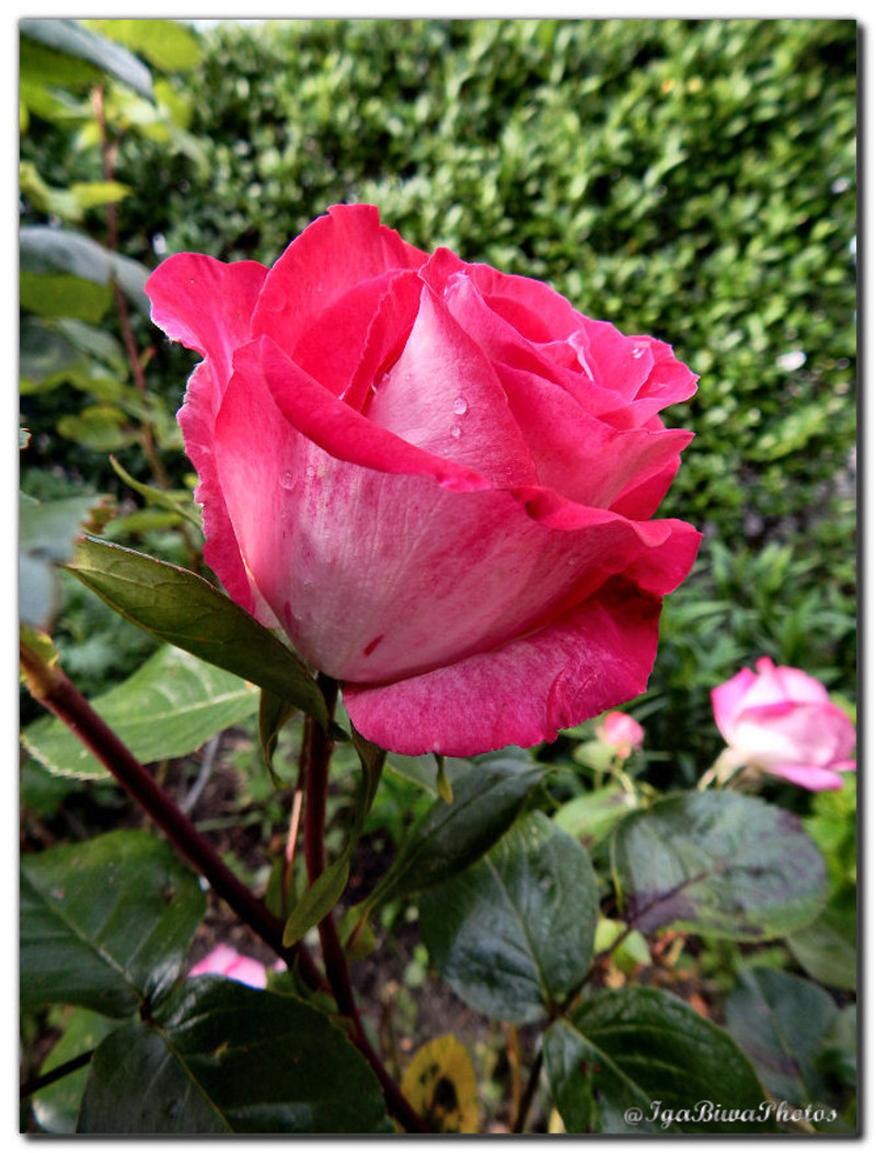 2016-05-25-ROSE-JARDIN-2.jpg