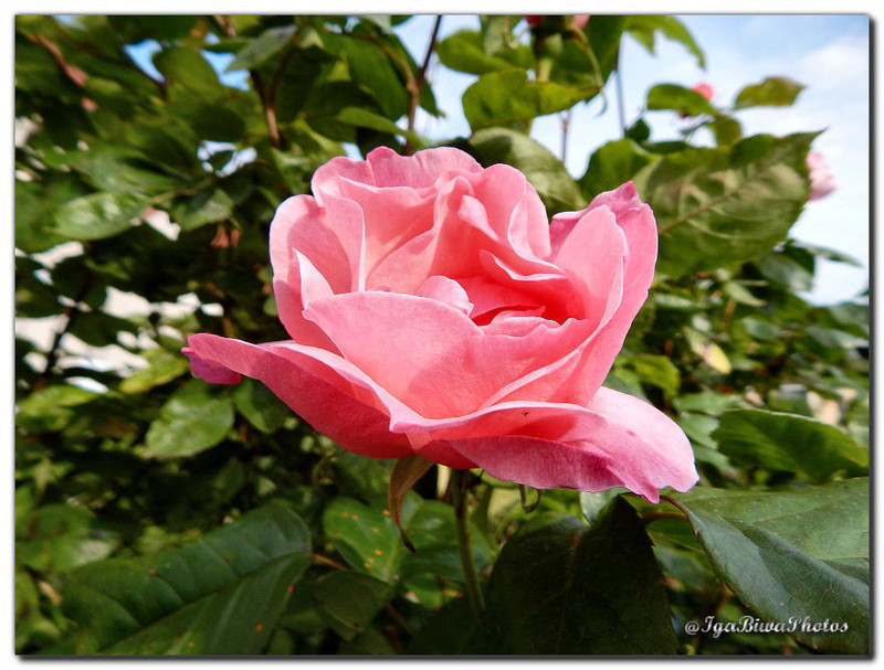 2016-05-25-ROSE-JARDIN-4.jpg