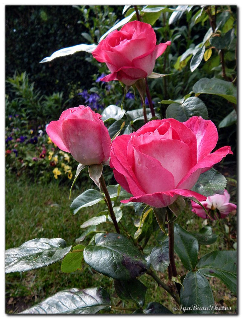 2016-05-25-ROSE-JARDIN-5.jpg