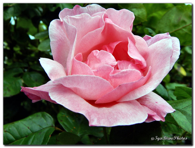 2016-06-05-ROSE-JARDIN-1.jpg