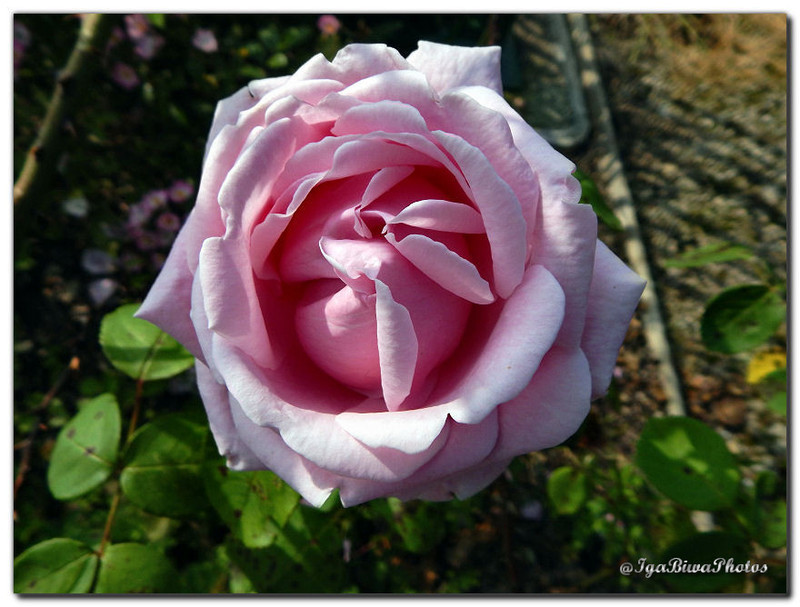 2016-06-08-ROSE-PARC-1.jpg