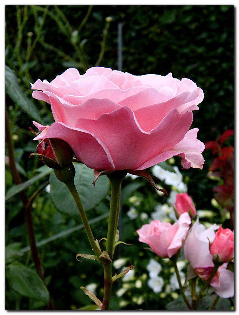 2016-06-10-ROSE-JARDIN-2.jpg