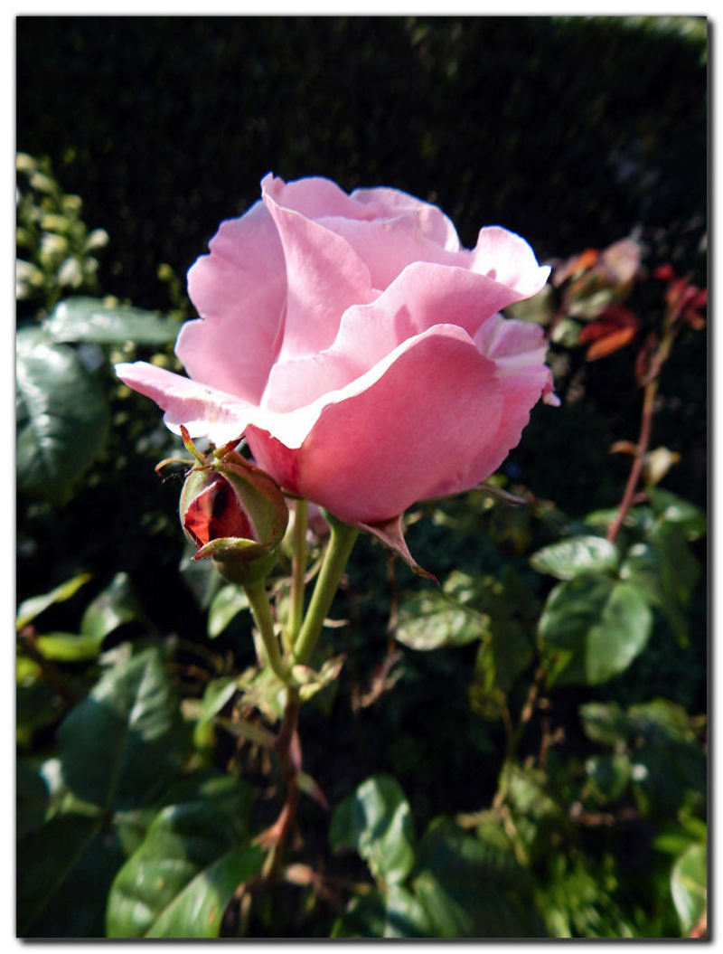 2016-06-10-ROSE-JARDIN-3.jpg