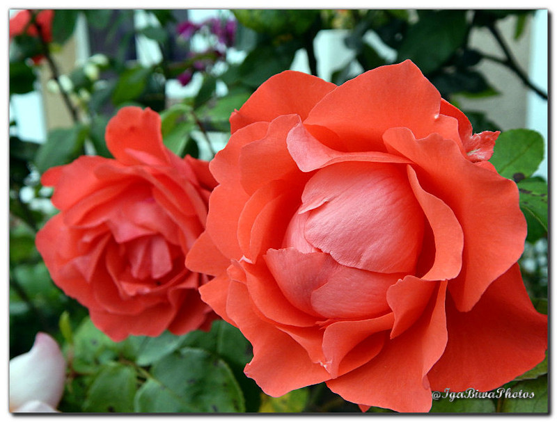 2016-06-29-ROSE-ORANGE-VS-2.jpg