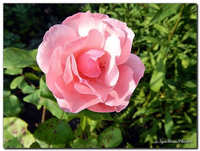 2016_08_02_ROSE_JARDIN_2