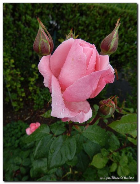 2018_05_27_ROSES_JARDIN_2