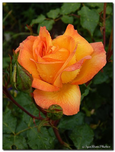 2018_05_27_ROSES_JARDIN_4