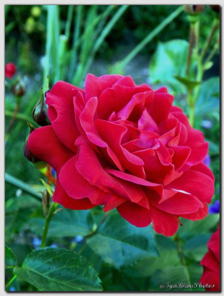 2018_05_27_ROSES_JARDIN_6