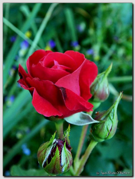 2018_05_27_ROSES_JARDIN_7