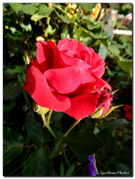 2018_05_30_ROSE_JARDIN_1