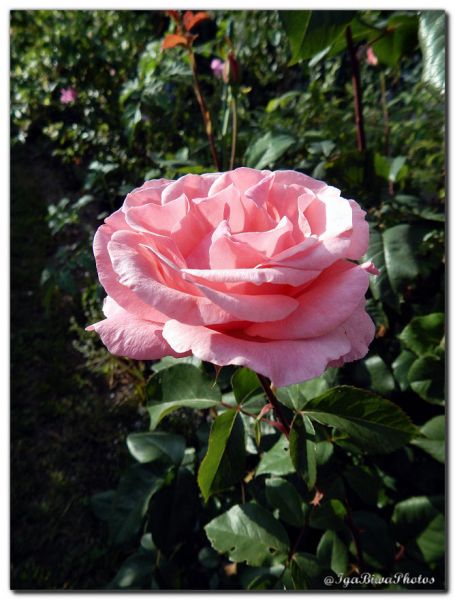 2018_06_03_ROSE_JARDIN_1