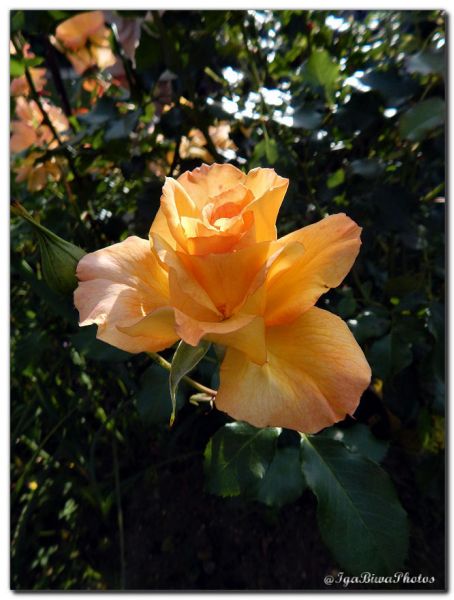 2018_06_03_ROSE_JARDIN_2