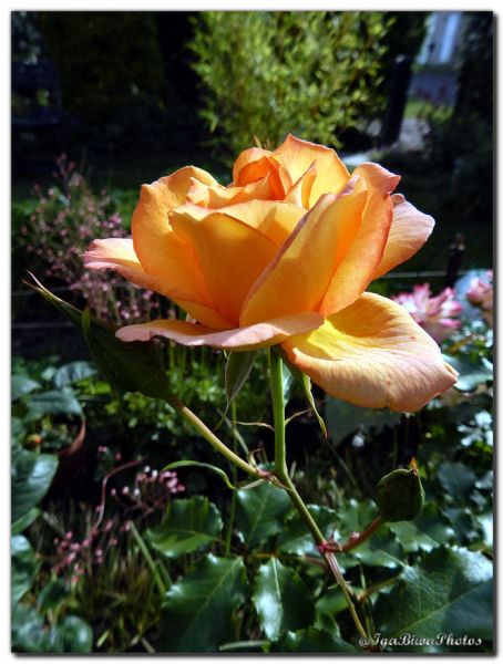 2018_06_03_ROSE_JARDIN_5