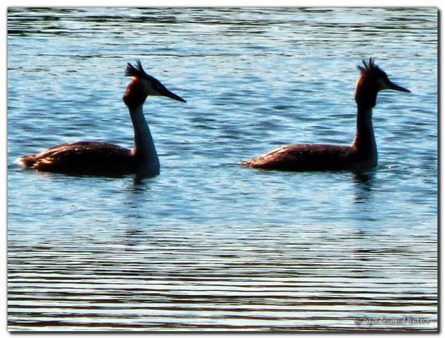 2019_05_14_GREBES_CANIVET_2