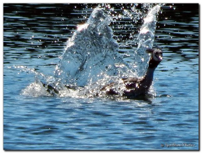 2019_05_14_GREBES_CANIVET_3