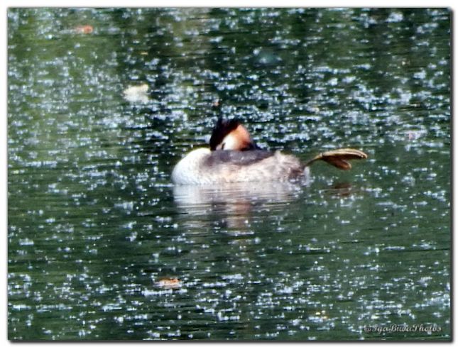 2019_05_21_GREBE