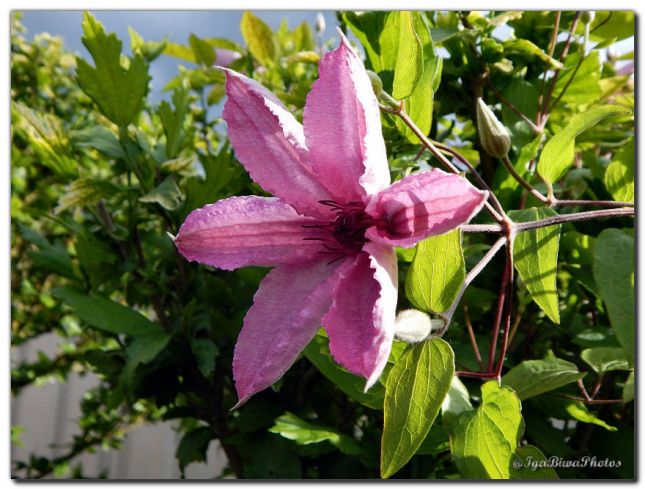 2019_05_28_CLEMATITE_JARDIN_1