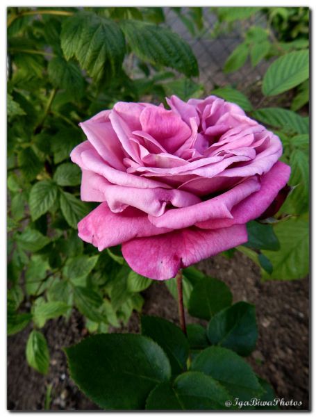 2019_05_28_ROSE_JARDIN_1