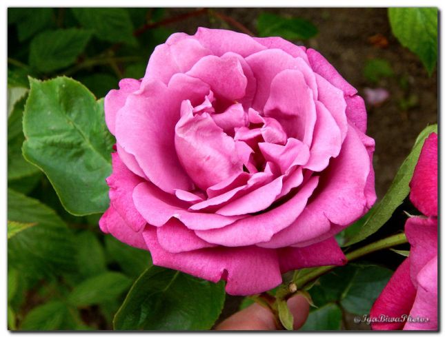 2019_05_28_ROSE_JARDIN_10