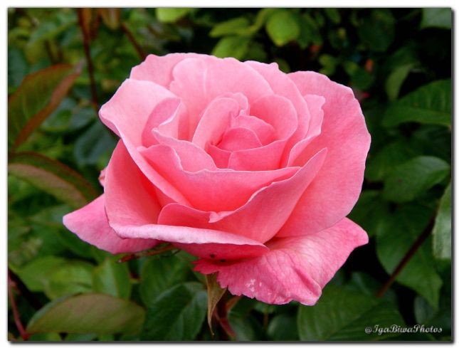 2019_05_28_ROSE_JARDIN_11