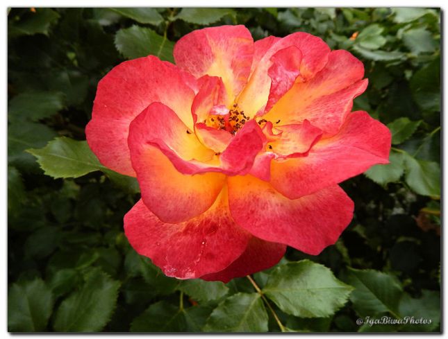 2019_05_28_ROSE_JARDIN_13