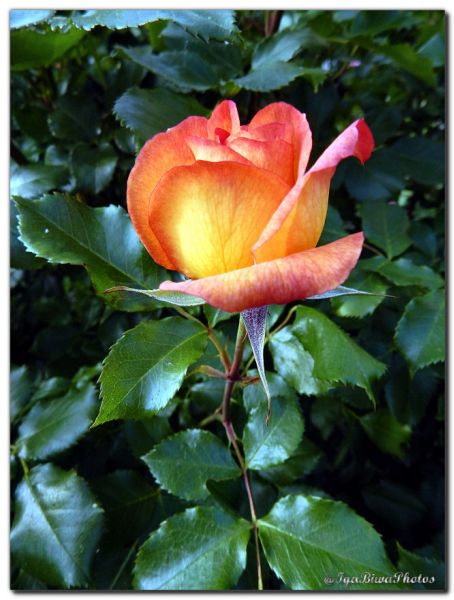 2019_05_28_ROSE_JARDIN_3