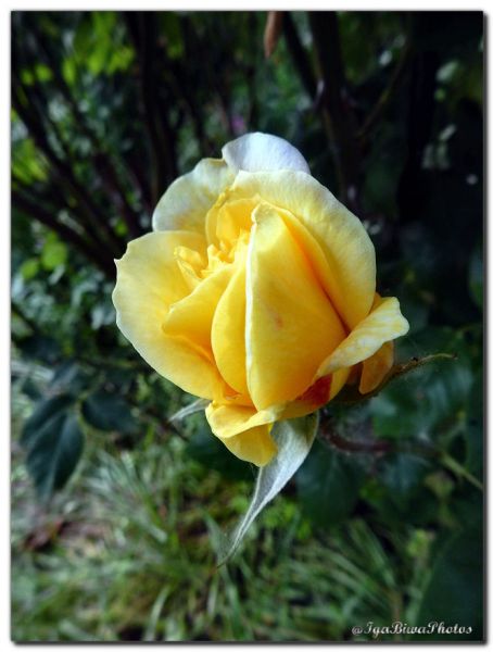 2019_05_28_ROSE_JARDIN_4