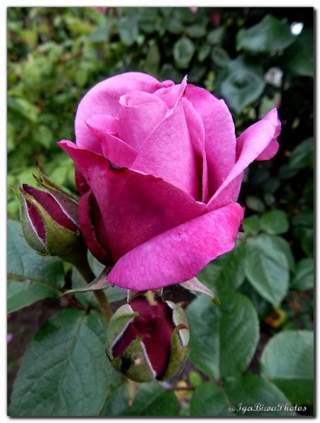 2019_05_28_ROSE_JARDIN_5