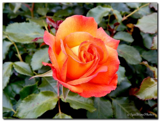 2019_05_28_ROSE_JARDIN_8