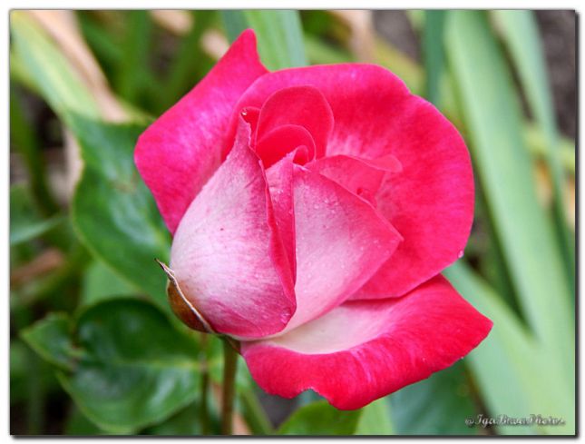 2019_05_28_ROSE_JARDIN_9