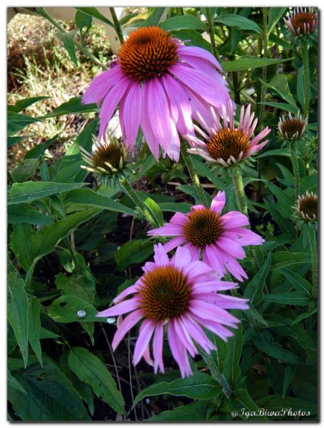 2019_07_03_RUDBECKIA_JARDIN_1