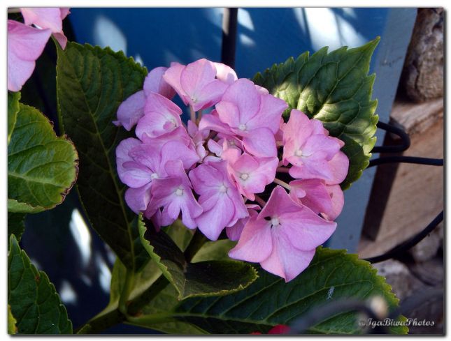 2019_07_24_HORTENSIA_2