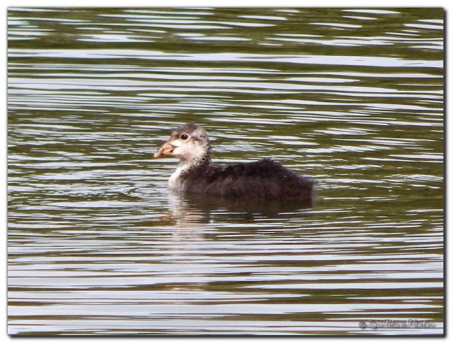 2019_07_24_POUSSIN_FOULQUE_ETANG