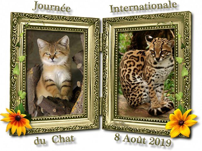 2019_08_08_JOURNEE_DU_CHAT_2_