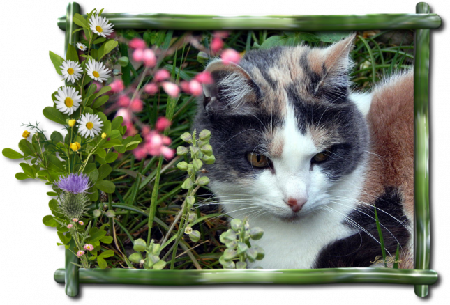 2019_08_08_JOURNEE_DU_CHAT_POPPY_