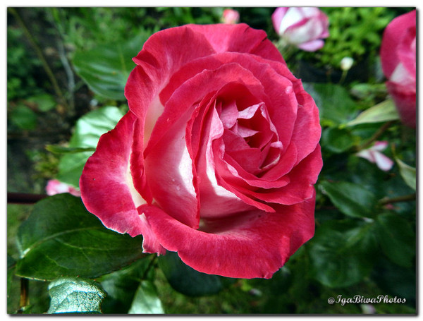 Roses - Couleurs et Parfums au Jardin