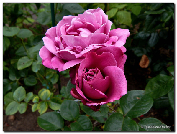 La Vie en Rose au Jardin