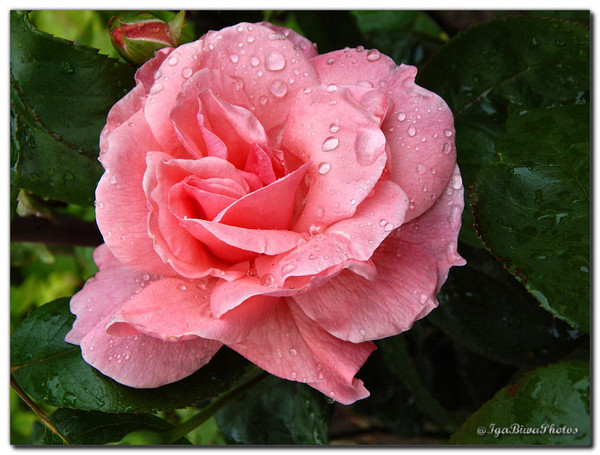 Roses du Jardin après la Pluie