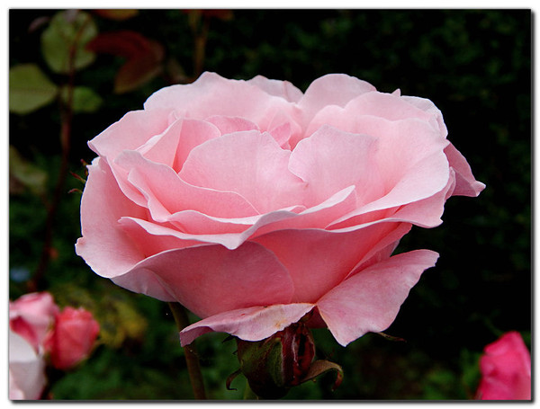 Tendres Couleurs de Roses