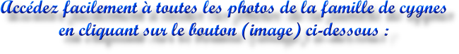 TEXTE-BOUTON-CYGNES-131104-BLOG.png