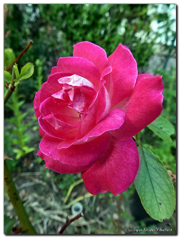 Souvenir des Roses d'Eté