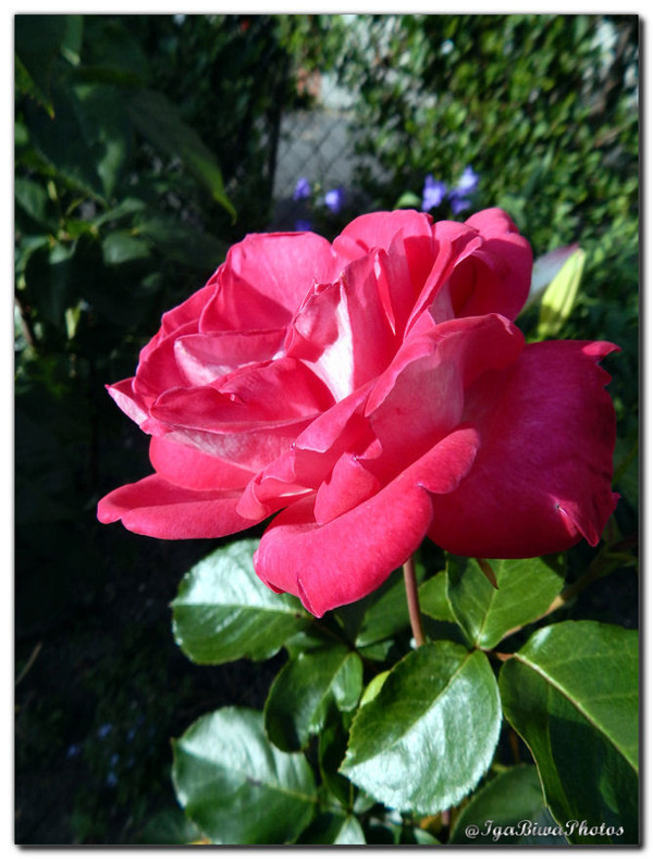 Des Roses à Profusion au Jardin