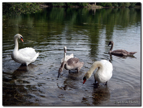 Cygnes - Dans la Chaleur d'un Après-midi d'Eté (1)