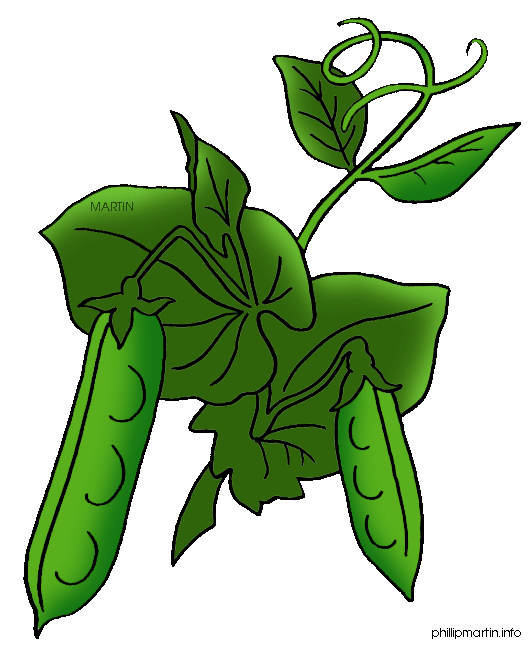 bean%20plant%20clipart