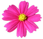 Daisy Clip Art