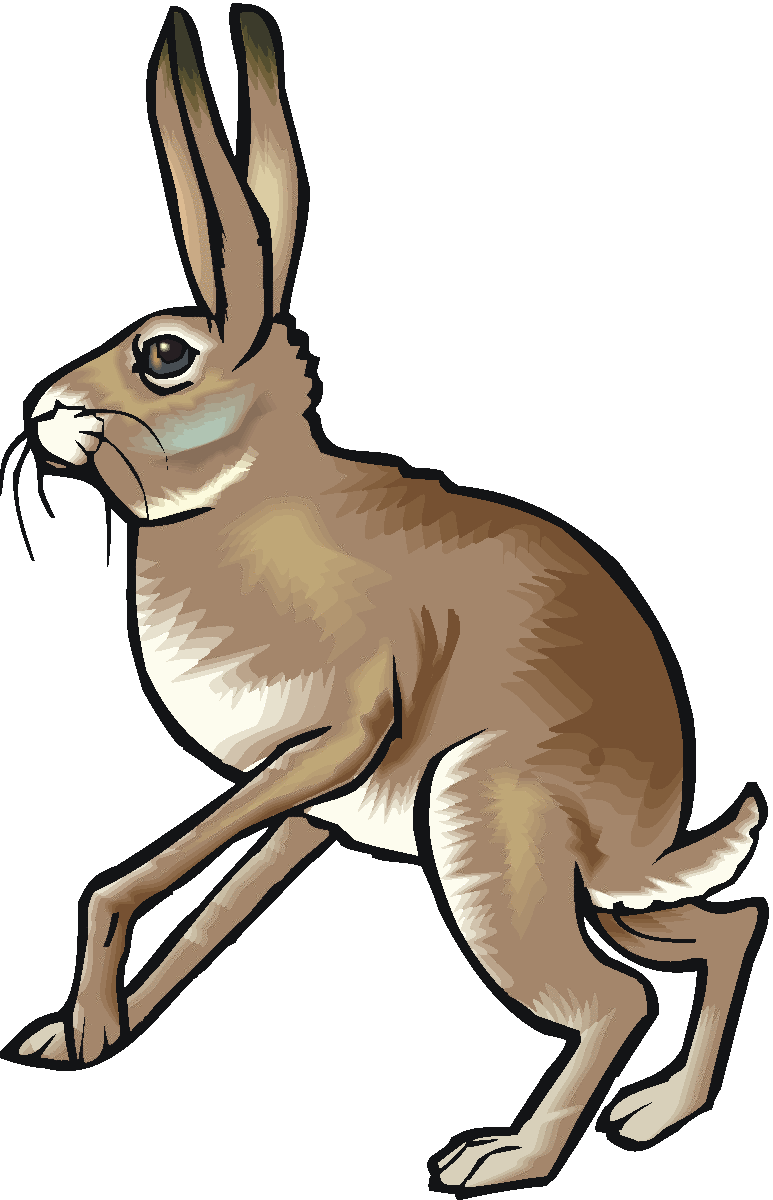 Hare Clip Art