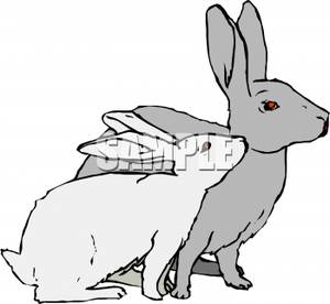 hare%20clipart