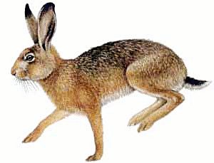 hare%20clipart%20